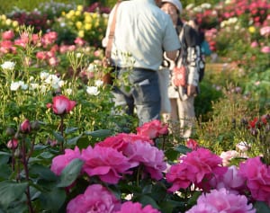ミナトに映えるバラ見ごろ　港の見える丘公園、山下公園