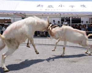 ピージャー、ゴツン　本部瀬底島　闘ヤギに歓声