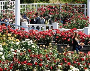 60年変わらぬ優美　川崎・生田緑地ばら苑で春の一般開放