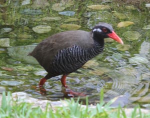 クイナ分散飼育　 環境省、5羽こどもの国へ　病気や災害 リスク回避