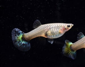 「卵胎生」グッピーなど31日まで企画展　新江ノ島水族館