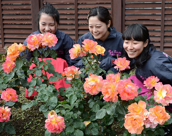 「アンネのバラ」満開　横浜のフェリス女学院大学緑園キャンパス