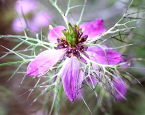 被災地の種 花開く　新垣さん、ニゲラ育てる　気仙沼との絆、大切に