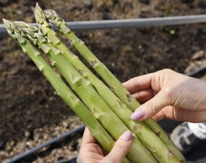 疲労回復、美肌効果、若返りも！アスパラガスのすごすぎる効能