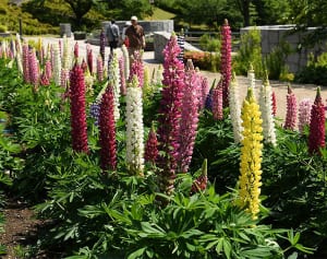 空に向かってルピナス満開　相模原・津久井湖城山公園