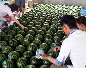 出会いは畑で　夏に三浦で農家婚活イベント