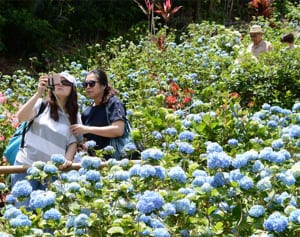 色鮮やか紫1万株　本部「あじさいばあちゃん」の遺志継ぎ運営