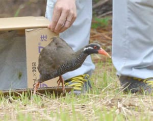 クイナ、元気に森へ　 国頭で4月に事故　自然保護官「安全運転心掛けて」　