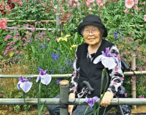 自慢のハナショウブ見に来て　三浦の民家で見ごろ