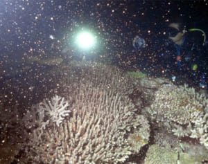 サンゴ産卵 神秘の光景　沖縄・大浦湾