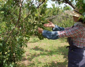 遊休梅畑で農業体験　6月に大井町で開催　参加者募る