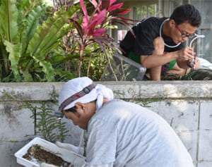 校内で何種発見？　高校生と研究者が勝負　読谷高校のアリ、7種確認