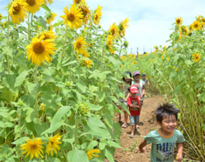 高校生がつくる恒例の迷路、宮古島のヒマワリ畑、来月中旬まで