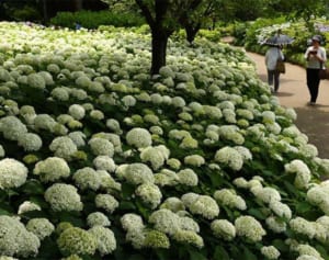 アナベル咲き誇り　相模原北公園