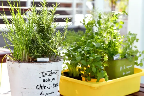 ハーブは家で育てればお得 枯らさない 基本の育て方 女性自身