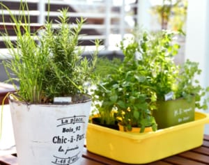 ハーブは家で育てればお得！枯らさない「基本の育て方」