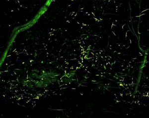 ゲンジボタルの美しさ楽しんで　湯河原