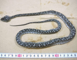 生息しないはずのハブ発見　粟国島で4匹目、繁殖懸念も