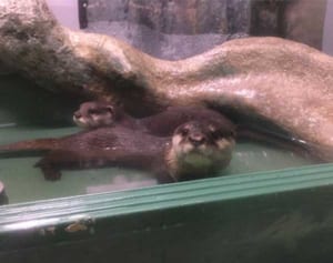 コツメカワウソ「フユ」が箱根園水族館に“婿入り”