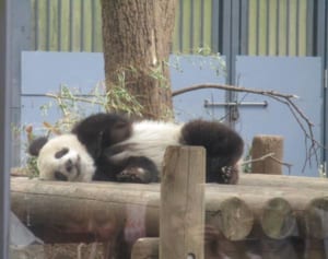 「シャンシャンセラピー」は本物！記者が実感した究極癒し効果