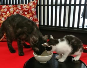 ねこ風呂、ねこ遊郭も…江戸長屋がモチーフの猫カフェがすごい