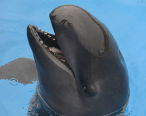 1歳になったよ　イルカの赤ちゃん すくすく成長　8月まで記念イベント