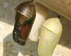 金、銀、銅色に輝く　カバマダラさなぎ　伊江西幼小　園児ら熱心に観察