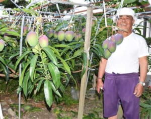 マンゴー、1本から200個　南風原仲本さん　「収穫楽しみ」