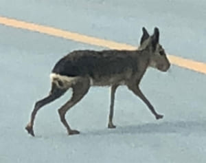 見慣れぬ動物にびっくり　大宜味の路上