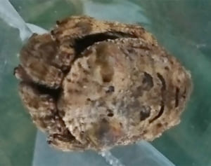 これ何に見える？あの世の使い？