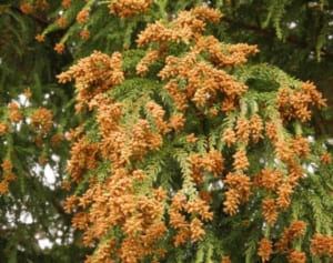 花粉症から果物・野菜アレルギーへ…後天性アレルギーの恐怖