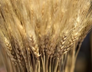 200人に1人が発症！小麦アレルギーで一生うどんが食べられない