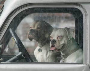 車の窓を割って仔犬を助けた男性、器物損壊罪で告訴