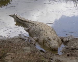 散歩中の女性、愛犬をかばいワニにかみ殺される