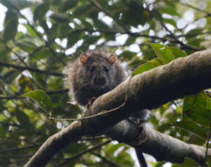 ケナガネズミ 元気でね　治療終え国頭の森へ　どうぶつたちの病院沖縄
