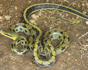 沖縄県が外来ヘビ買い取り　タイワンスジオ　生態調査、1匹5000円