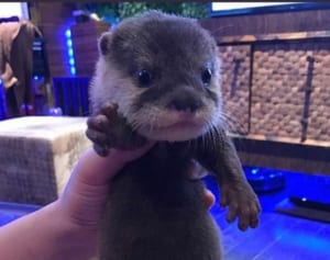 フォロワー71万人超！カワウソちぃたん☆がかわいすぎる