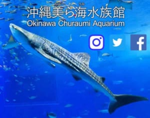 美ら海水族館が公式アプリ 4ヵ国語で館内情報