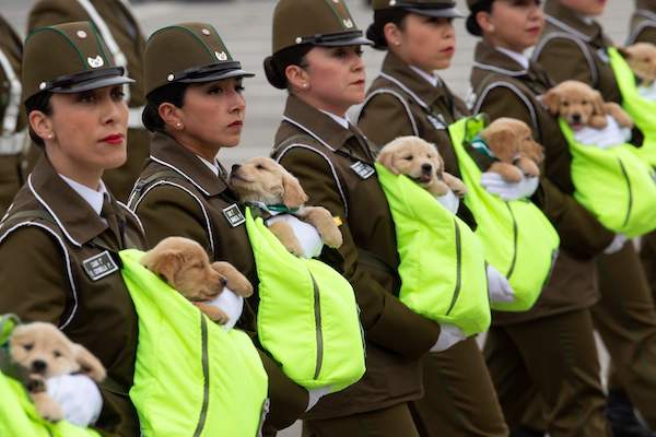 かわいすぎる チリの記念パレードで 警察犬のたまご が大行進 女性自身