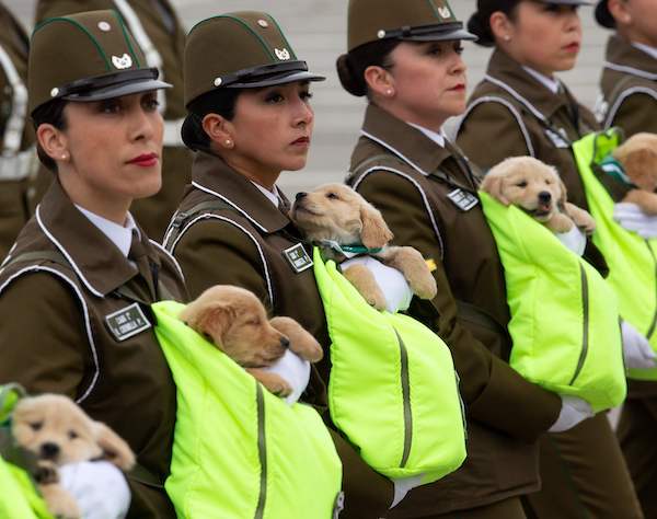 かわいすぎる…チリの記念パレードで“警察犬のたまご”が大行進