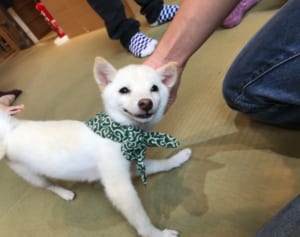 絶対に癒される「豆紫カフェ」「フクロウの森」が一つのビルに