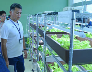 転入生はレタス？　上本部小で栽培実験　美ら島財団