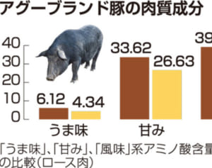 アグーに「おいしい」成分　県畜産研究センター　一般豚の1・38倍