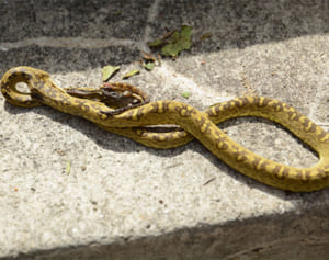 「置き土産？」　台風後、玄関前にヘビ　浦添・宮城さん