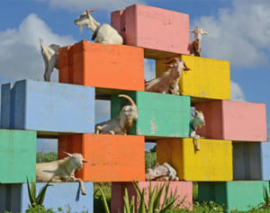 メェーにち　のんびり　宮古上野　ヤギに会える牧場