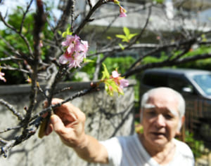 台風影響？　秋に桜咲く　那覇市