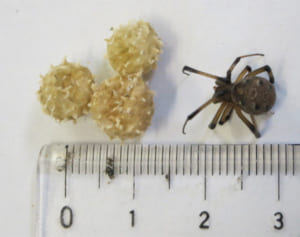 毒グモ、沖縄市の公園で確認　特定外来生物　市が成虫と卵を捕獲