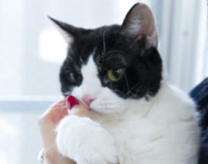 『旅猫リポート』“演技指導”が指南「猫ファーストの勧め」