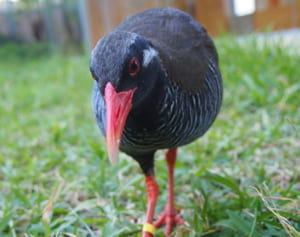 キョンキョン引退へ　展示ヤンバルクイナ　心臓疾患見つかる