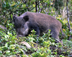 外来イノシシ島荒らす　渡嘉敷・座間味　農作物、家畜やウミガメ卵に被害
